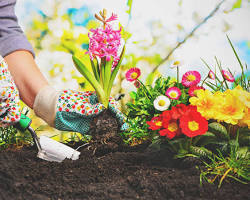 Woman planting flowers