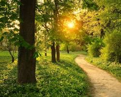 Nature walk: trail in a wooded area with the sun shinning through the trees
